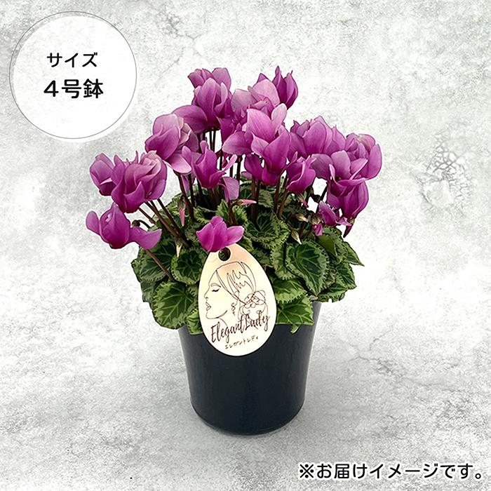 予約販売 シクラメン エレガントレディ ミニ 4号鉢 冬ギフト 大栄花園