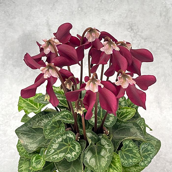 予約販売 シクラメン エレガントレディ クラウン ミニ 4号鉢 冬ギフト