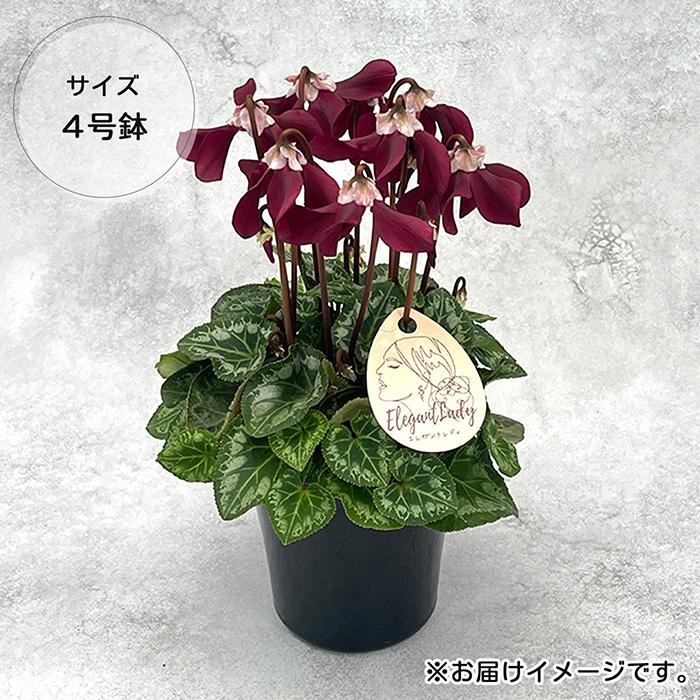 予約販売 シクラメン エレガントレディ クラウン ミニ 4号鉢 冬ギフト
