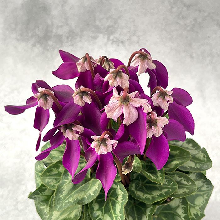 予約販売 シクラメン ミニ 冬化粧 4号鉢 冬ギフト 大栄花園 送料無料