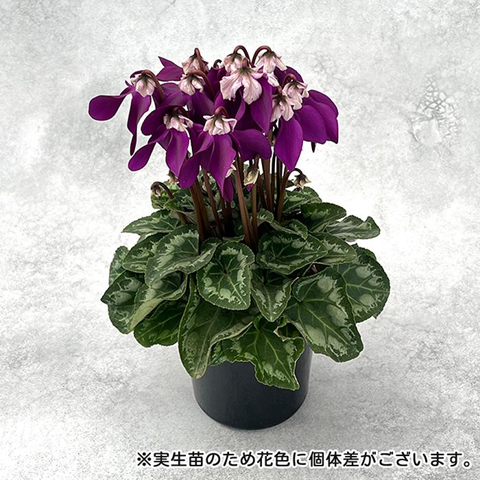 予約販売 シクラメン ミニ 冬化粧 4号鉢 冬ギフト 大栄花園 送料