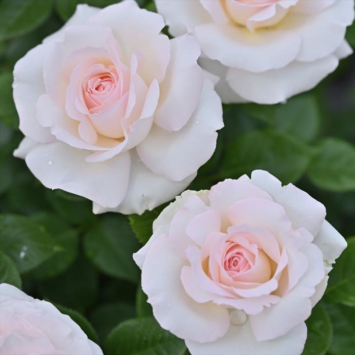 予約販売 バラ 苗 新苗 デルバール ラソヴァジーヌテルエパッション