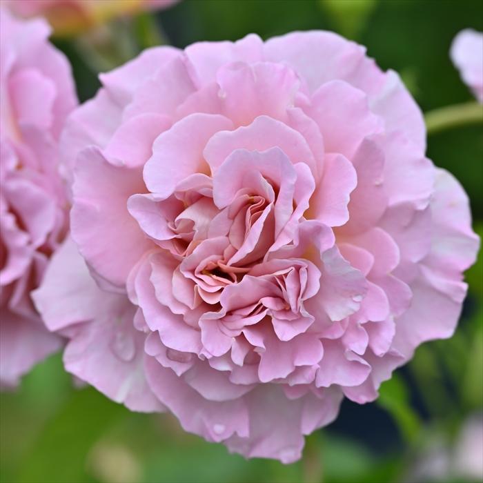 予約販売 バラ 苗 新苗 ドリュ フリゼ 品種登録出願中 四季咲き 薔薇