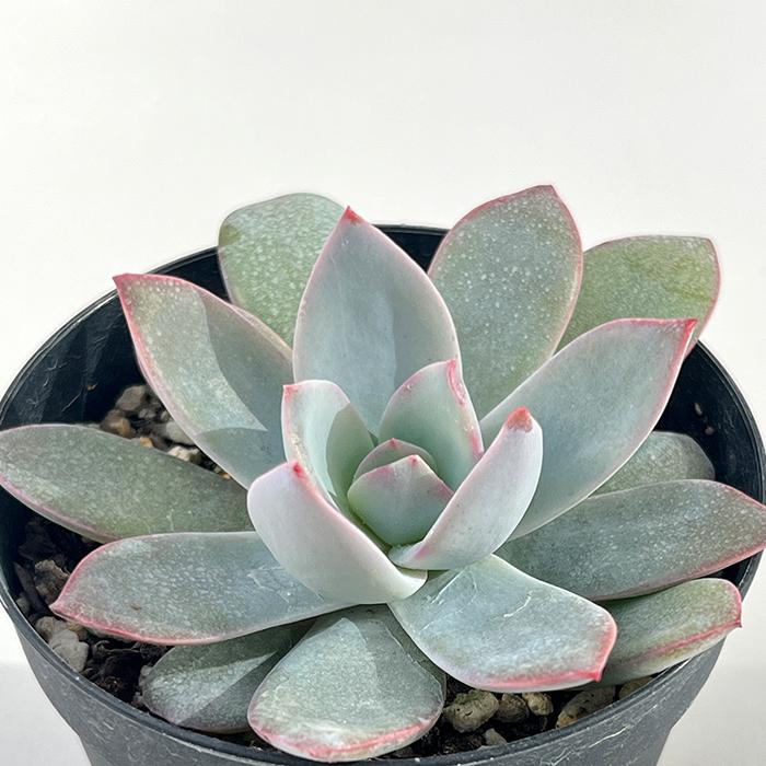 日本花キ流通 多肉植物 skエケベリア ホワイトロータス 多肉植物