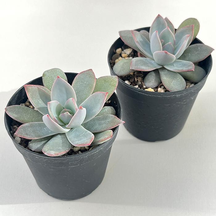 日本花キ流通 多肉植物 skエケベリア ホワイトロータス 多肉植物