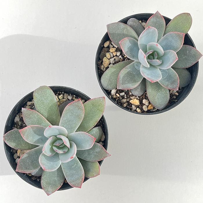 日本花キ流通 多肉植物 skエケベリア ホワイトロータス 多肉植物