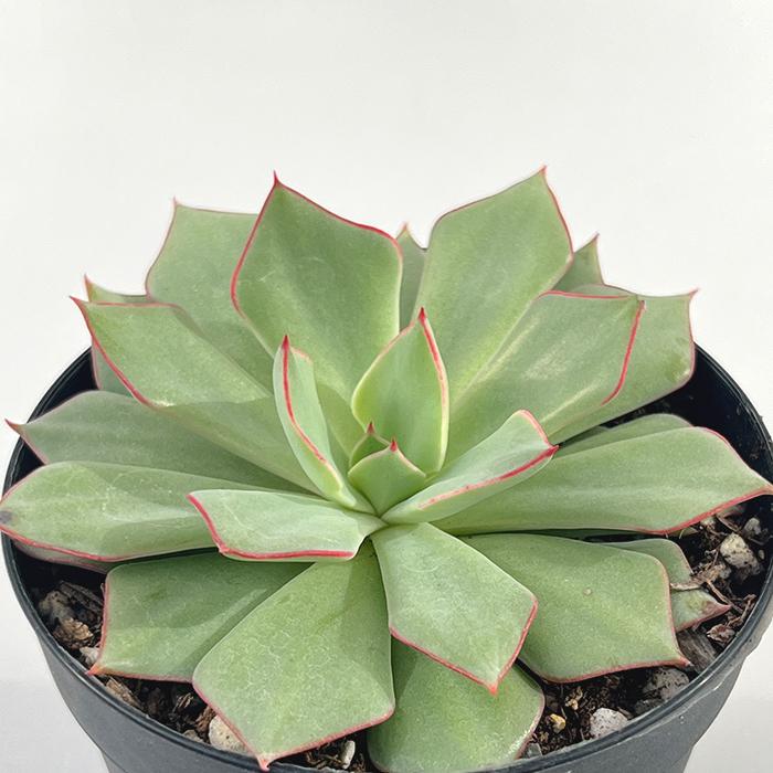 日本花キ流通 多肉植物 skエケベリア ストリクチフローラノヴァ 多肉