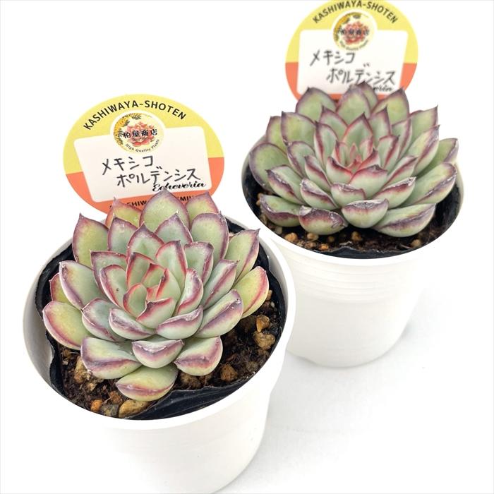 多肉植物 kswエケベリア メキシコポルデンシス 柏屋商店さん苗