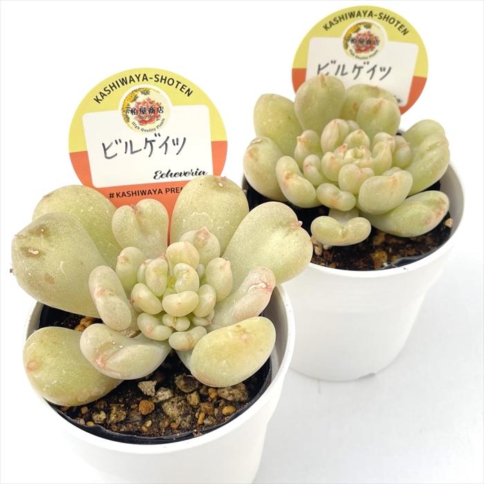 多肉植物 kswエケベリア ビルゲイツ 柏屋商店さん苗 エケベリア 6cm
