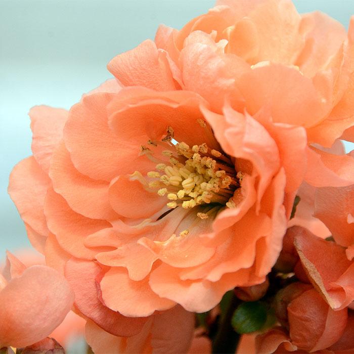 日本花キ流通 予約販売 木瓜 花大臣 9cmポット 開花予定株 ボケ 花苗