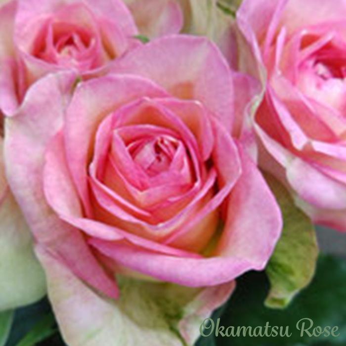 新苗 予約 バラ苗 バラ苗　予約　にゃおんです 12cmポット 通販 - Roses Apple : ベルズ モーニング 花