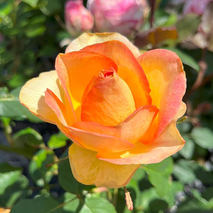 予約販売 バラ苗 バラ新苗 アーニャ 契約品種 薔薇 ばら 国産苗 岡松