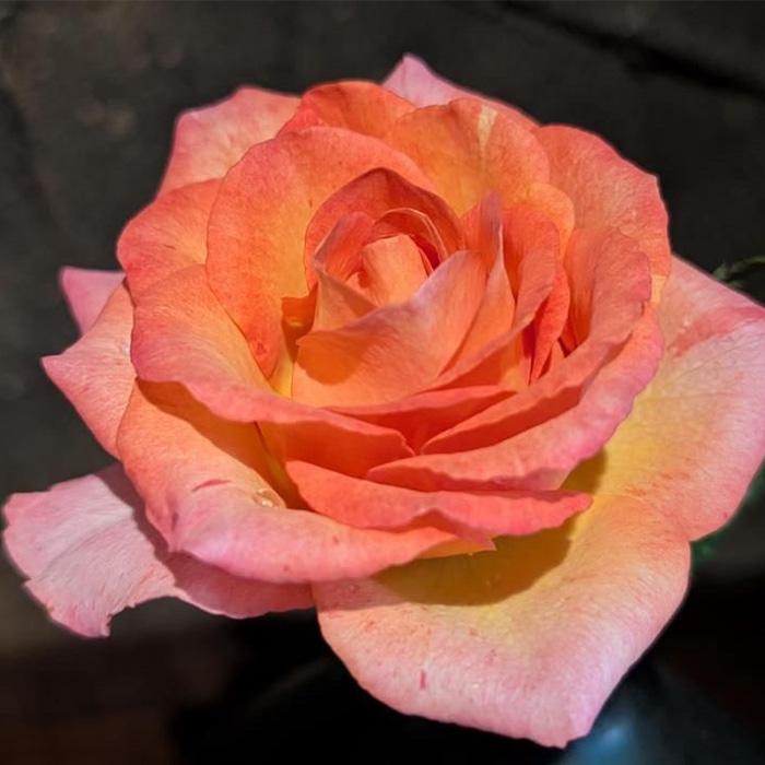 予約販売 バラ苗 バラ新苗 アーニャ 契約品種 薔薇 ばら 国産苗 岡松