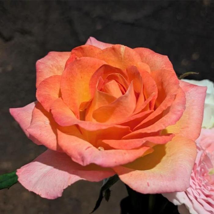 予約販売 バラ苗 バラ新苗 アーニャ 契約品種 薔薇 ばら 国産苗 岡松