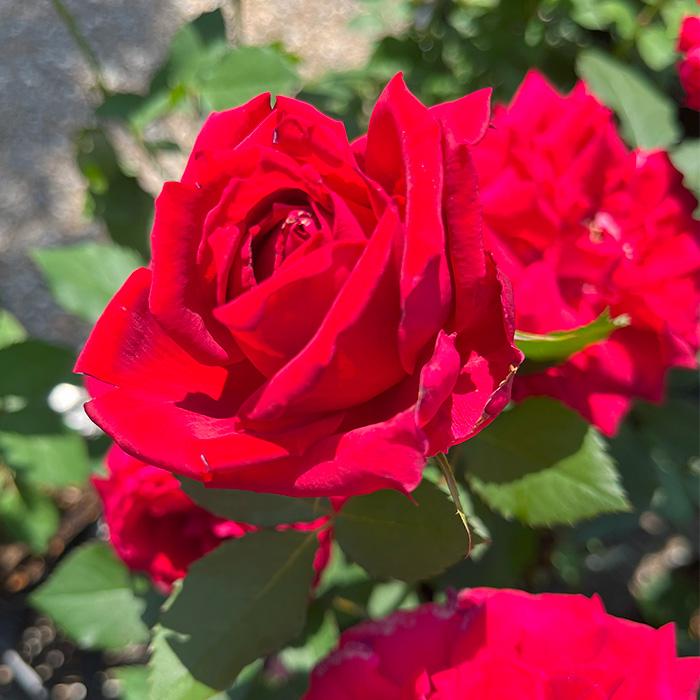 予約販売 バラ苗 バラ新苗 愛情 契約品種 薔薇 ばら 国産苗 岡松ローズ
