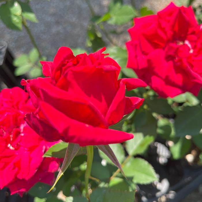 予約販売 バラ苗 バラ新苗 愛情 契約品種 薔薇 ばら 国産苗 岡松ローズ