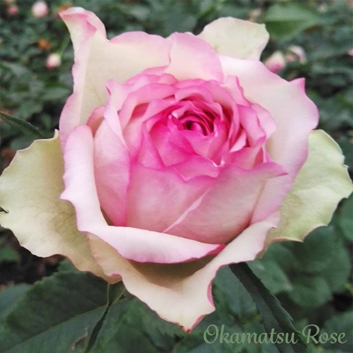 予約販売 バラ苗 バラ新苗 糸 契約品種 薔薇 ばら 国産苗 岡松ローズ
