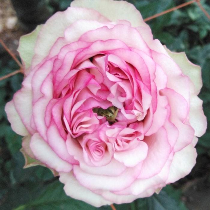 予約販売 バラ苗 バラ新苗 糸 契約品種 薔薇 ばら 国産苗 岡松ローズ