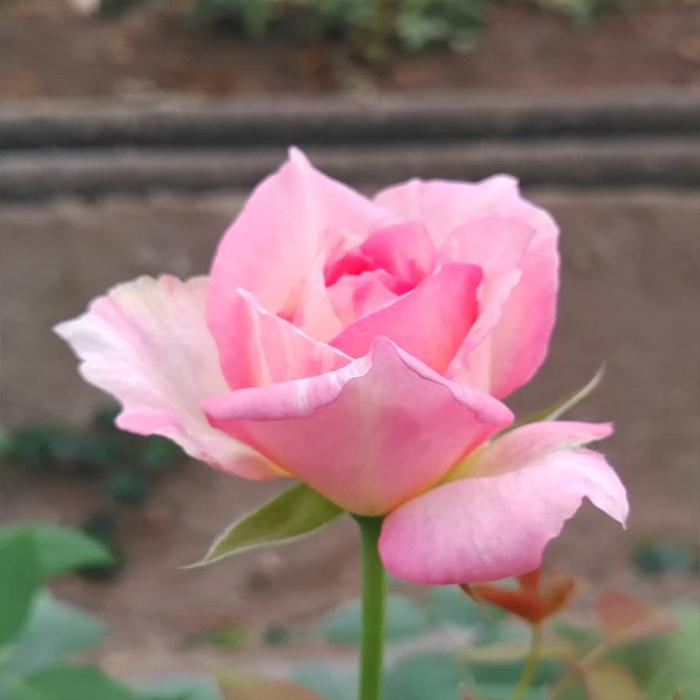 予約販売 バラ苗 バラ新苗 大阪城 契約品種 薔薇 ばら 国産苗 岡松