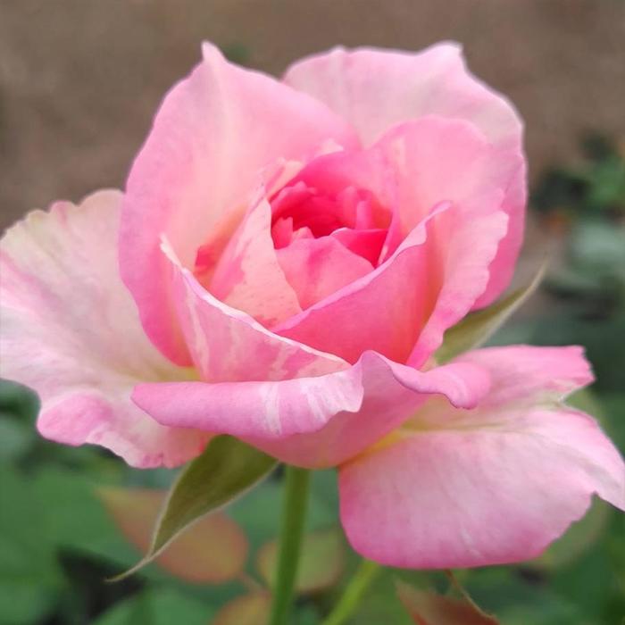 予約販売 バラ苗 バラ新苗 大阪城 契約品種 薔薇 ばら 国産苗 岡松