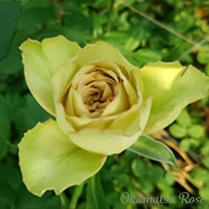予約販売 バラ苗 バラ新苗 カフェスル 契約品種 薔薇 ばら 国産苗 岡松