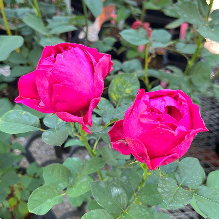 予約販売 バラ苗 バラ新苗 黒潮 契約品種 薔薇 ばら 国産苗 岡松ローズ