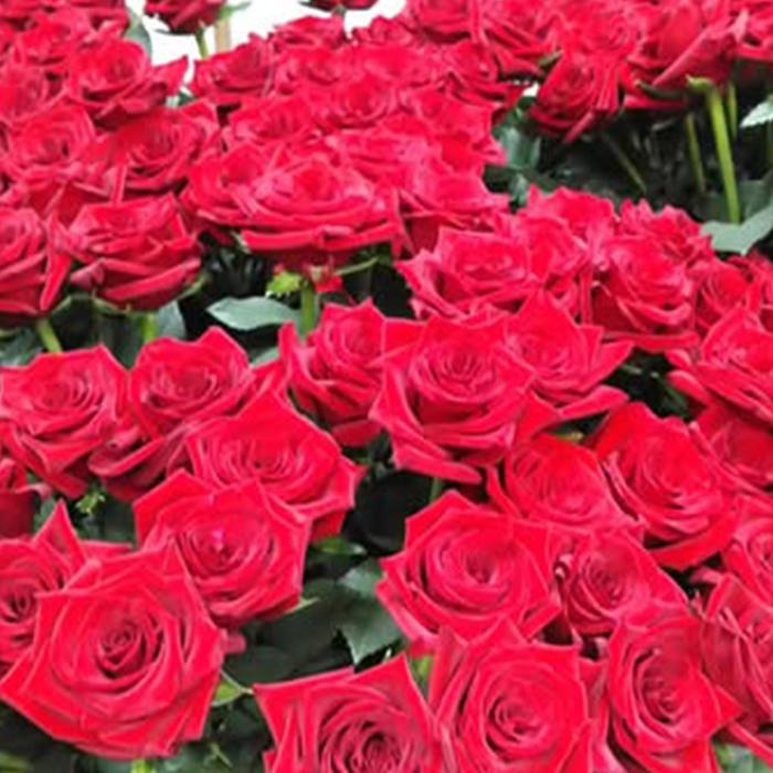 予約販売 バラ苗 バラ新苗 激愛 契約品種 薔薇 ばら 国産苗 岡松ローズ
