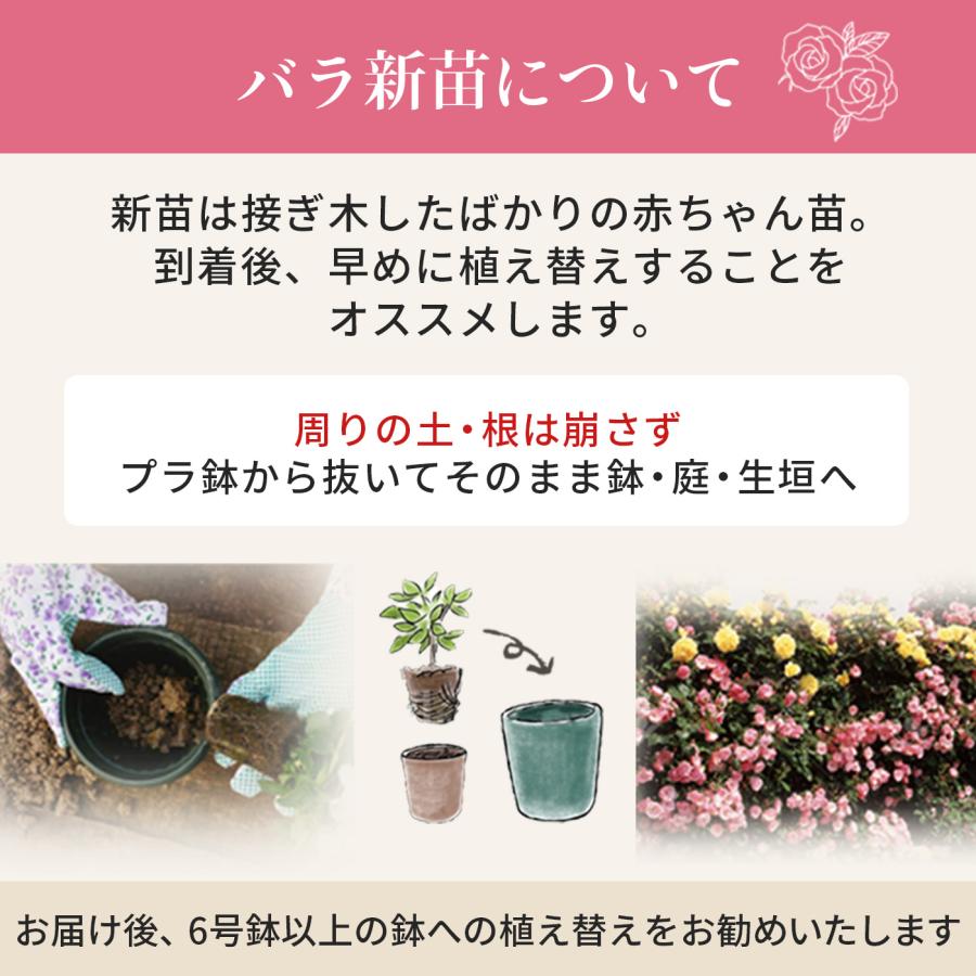 まもなく締め切り】予約販売 バラ苗 バラ新苗 激愛 契約品種 まもなく締め切り】予約販売 バラ苗 バラ新苗 激愛 契約品種