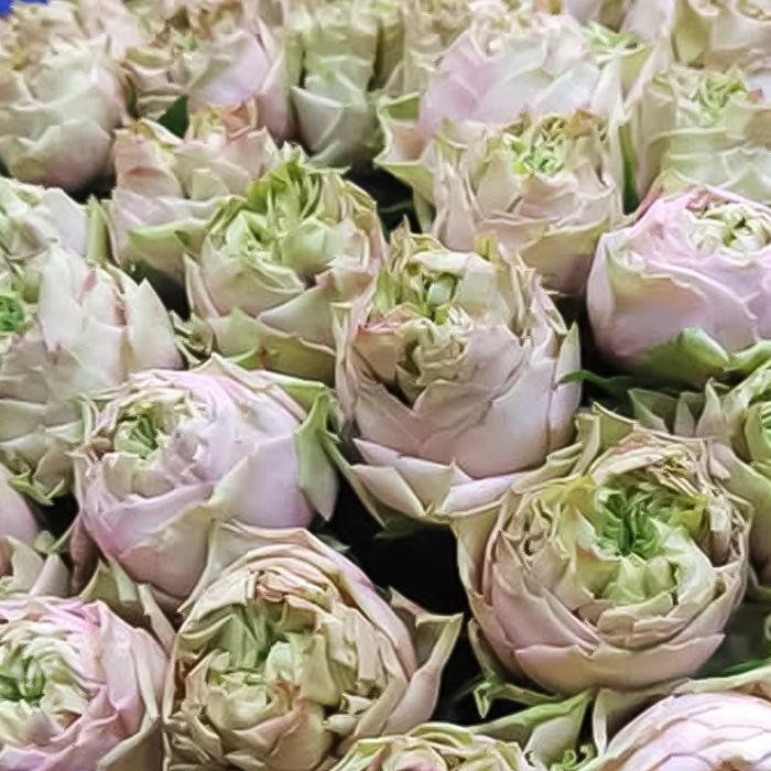 予約販売 バラ苗 バラ新苗 ゴットグリグリ 契約品種 薔薇 ばら 国産苗