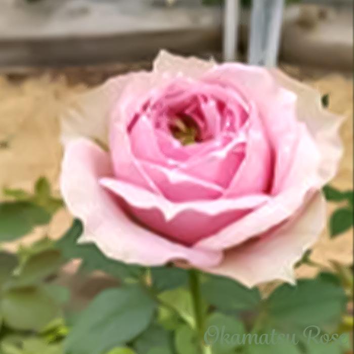 予約販売 バラ苗 バラ新苗 桜吹雪 契約品種 薔薇 ばら 国産苗 岡松