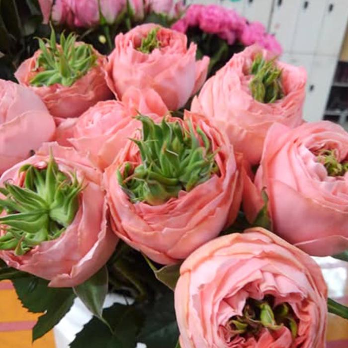 予約販売 バラ苗 バラ新苗 鮭 契約品種 薔薇 ばら 国産苗 岡松ローズ
