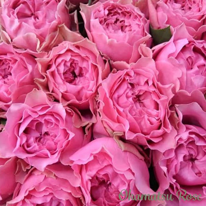 予約販売 バラ苗 バラ新苗 さざ波 契約品種 薔薇 ばら 国産苗 岡松