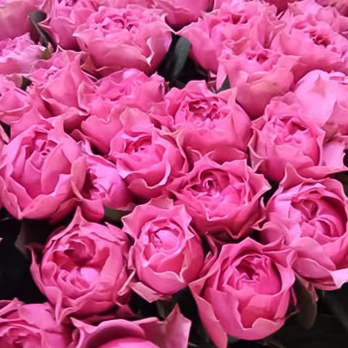バラ　薔薇　バラ苗　和バラ　入手困難バラ 予約販売 バラ苗 バラ新苗 激愛 契約品種 薔薇 ばら 国産苗 岡松ローズ