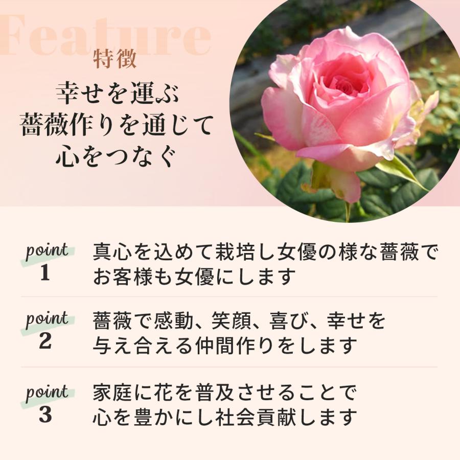予約販売 バラ苗 バラ新苗 さざ波 契約品種 薔薇 ばら 国産苗 岡松