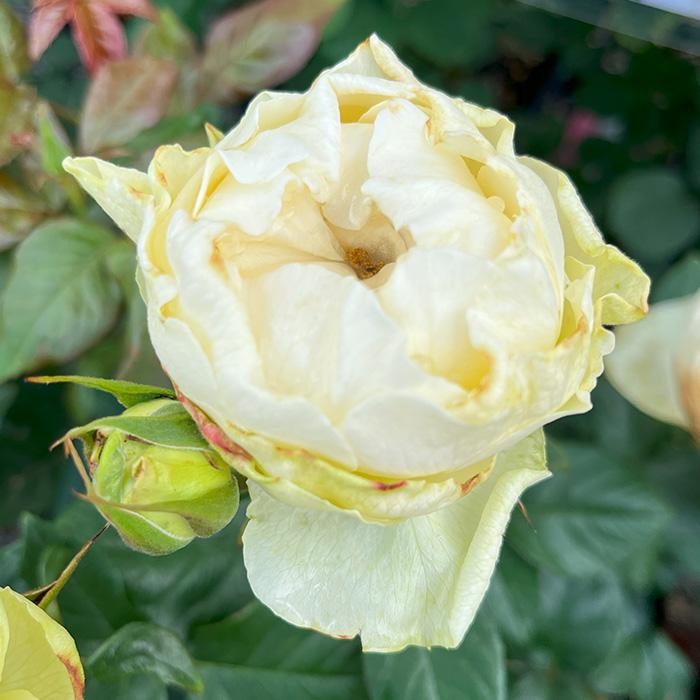 予約販売 バラ苗 バラ新苗 白波 契約品種 薔薇 ばら 国産苗 岡松ローズ