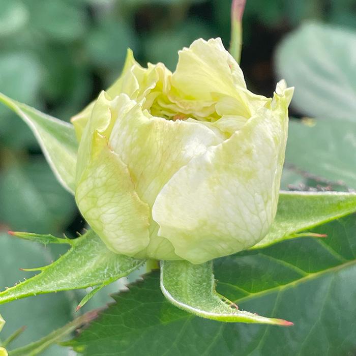 予約販売 バラ苗 バラ新苗 白くま 契約品種 薔薇 ばら 国産苗 岡松
