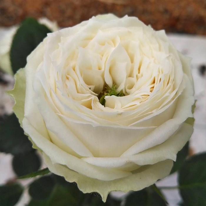 まもなく締め切り】予約販売 バラ苗 バラ新苗 白くま 契約品種