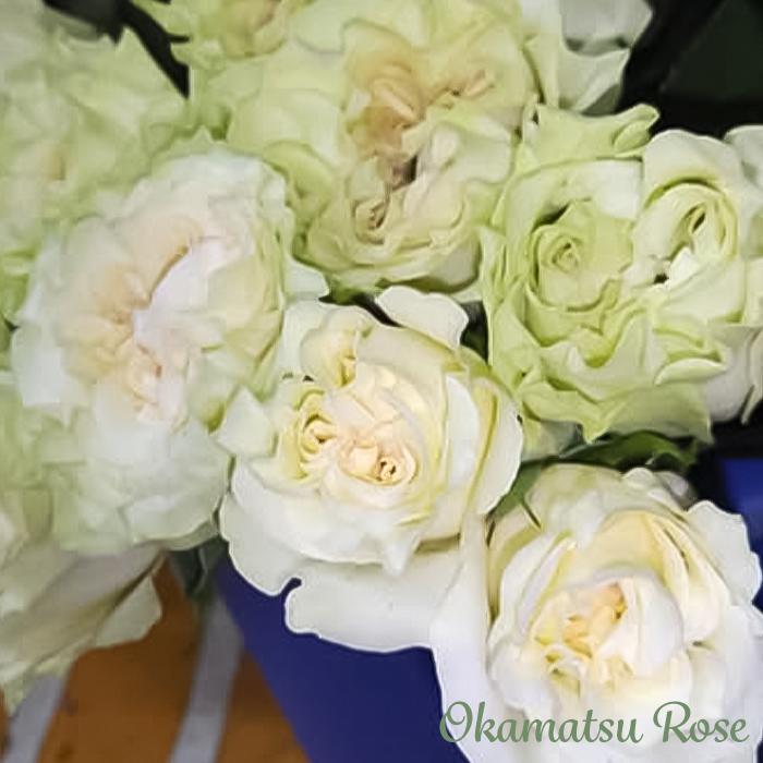 予約販売 バラ苗 バラ新苗 大福 契約品種 薔薇 ばら 国産苗 岡松ローズ