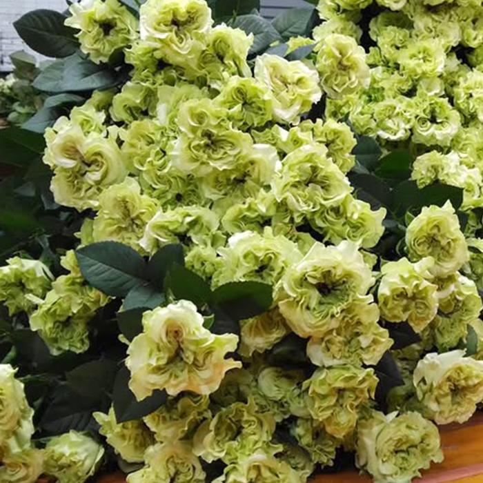 予約販売 バラ苗 バラ新苗 大福 契約品種 薔薇 ばら 国産苗 岡松ローズ