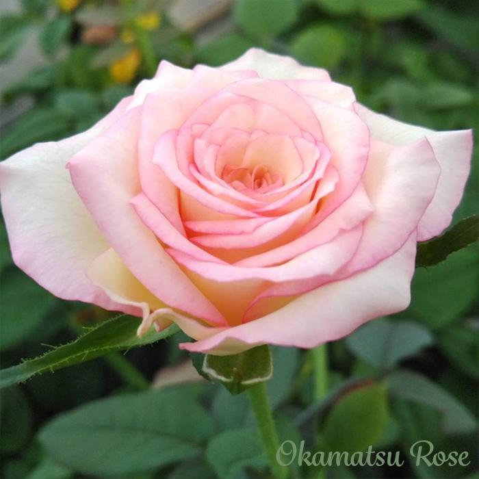 予約販売 バラ苗 バラ新苗 黄昏 たそがれ 契約品種 薔薇 ばら 国産苗