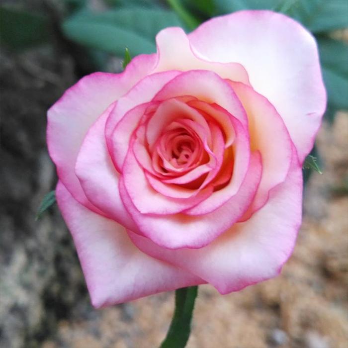 予約販売 バラ苗 バラ新苗 黄昏 たそがれ 契約品種 薔薇 ばら 国産苗