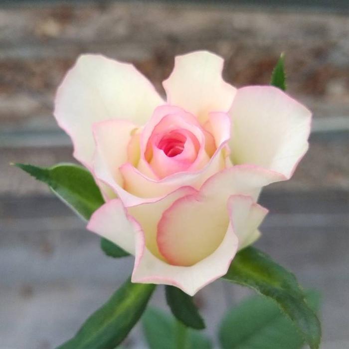 予約販売 バラ苗 バラ新苗 黄昏 たそがれ 契約品種 薔薇 ばら 国産苗