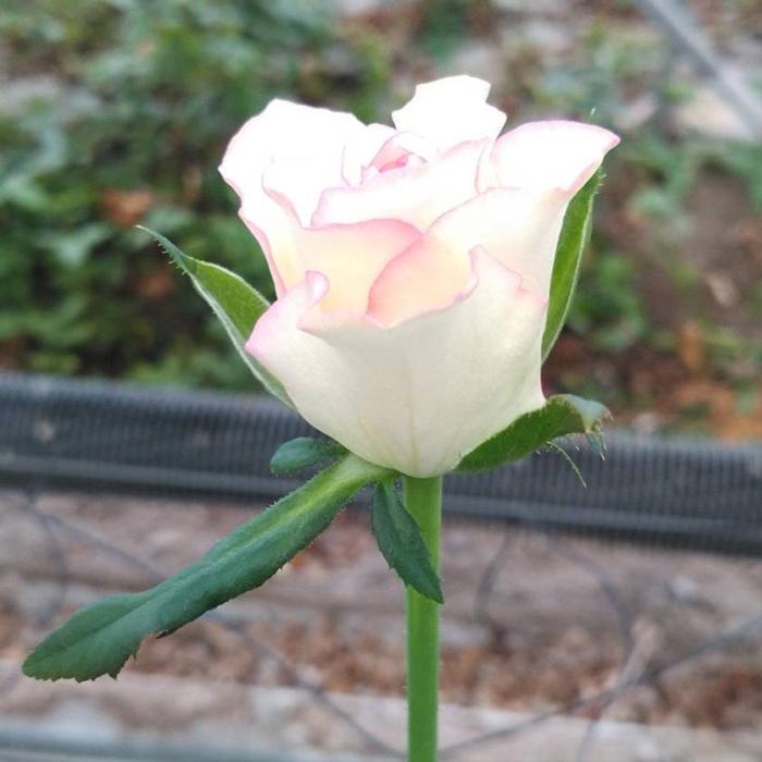予約販売 バラ苗 バラ新苗 黄昏 たそがれ 契約品種 薔薇 ばら 国産苗