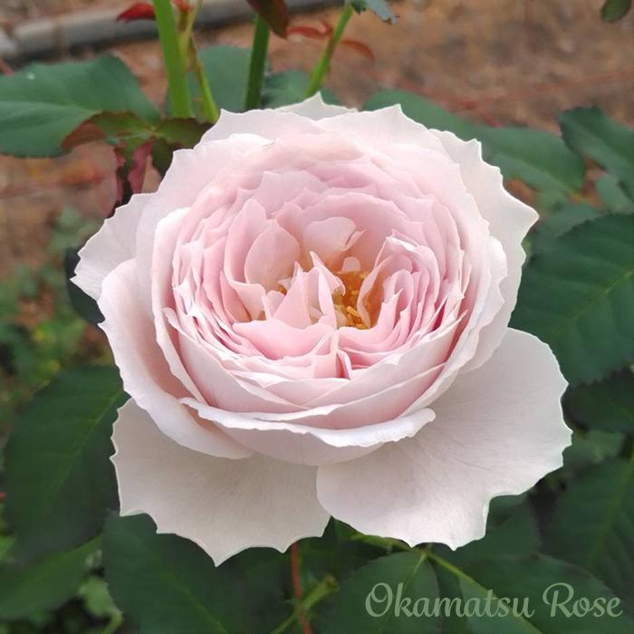 予約販売 バラ苗 バラ新苗 トイプー 契約品種 薔薇 ばら 国産苗 岡松