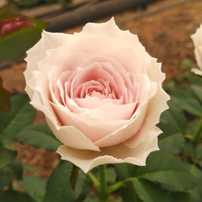 予約販売 バラ苗 バラ新苗 トイプー 契約品種 薔薇 ばら 国産苗 岡松