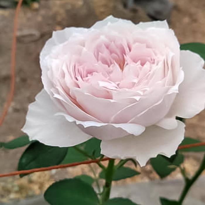 予約販売 バラ苗 バラ新苗 トイプー 契約品種 薔薇 ばら 国産苗 岡松