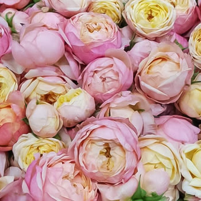 【太郎】バラ苗 予約販売 バラ苗 バラ新苗 富太郎 契約品種 薔薇 ばら 国産苗 岡松