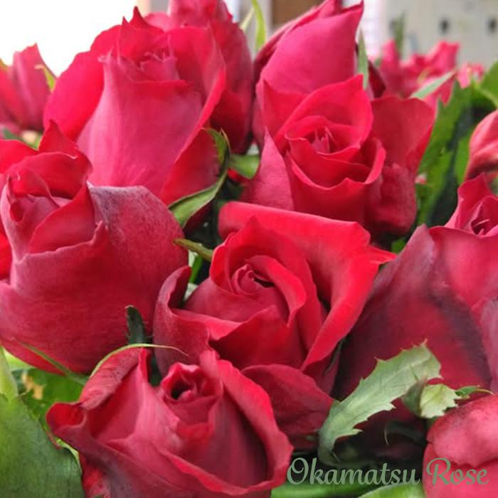 予約販売 バラ苗 バラ新苗 熱愛 契約品種 薔薇 ばら 国産苗 岡松ローズ