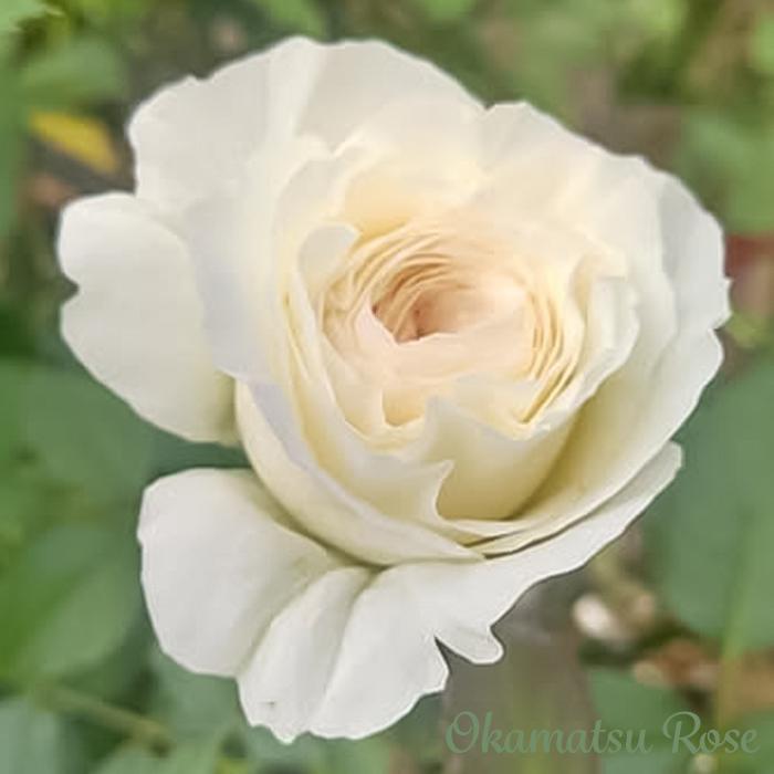 予約販売 バラ苗 バラ新苗 白鳥 契約品種 薔薇 ばら 国産苗 岡松ローズ