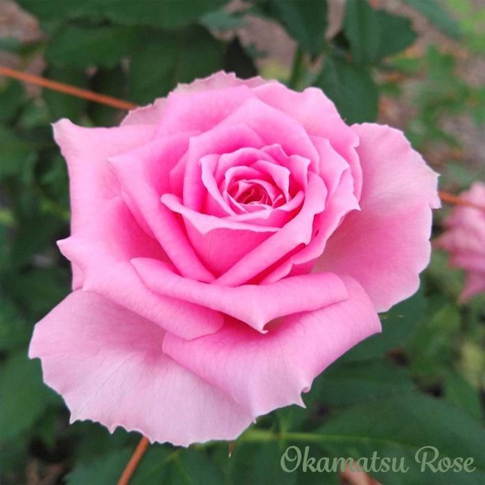 予約販売 バラ苗 バラ新苗 花嵐 契約品種 薔薇 ばら 国産苗 岡松ローズ